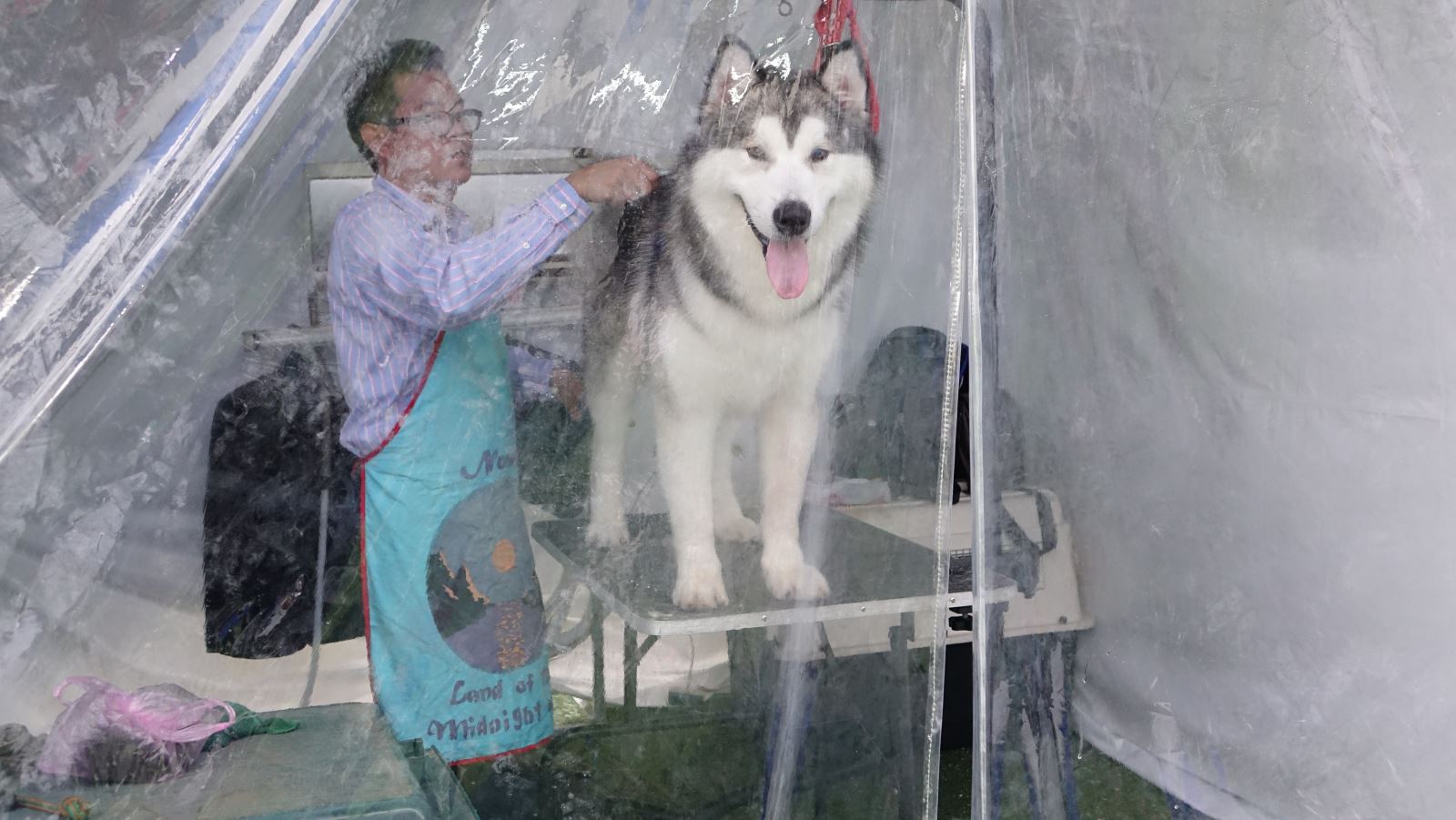 Kinh nghiệm chăm chó Alaska bị ốm