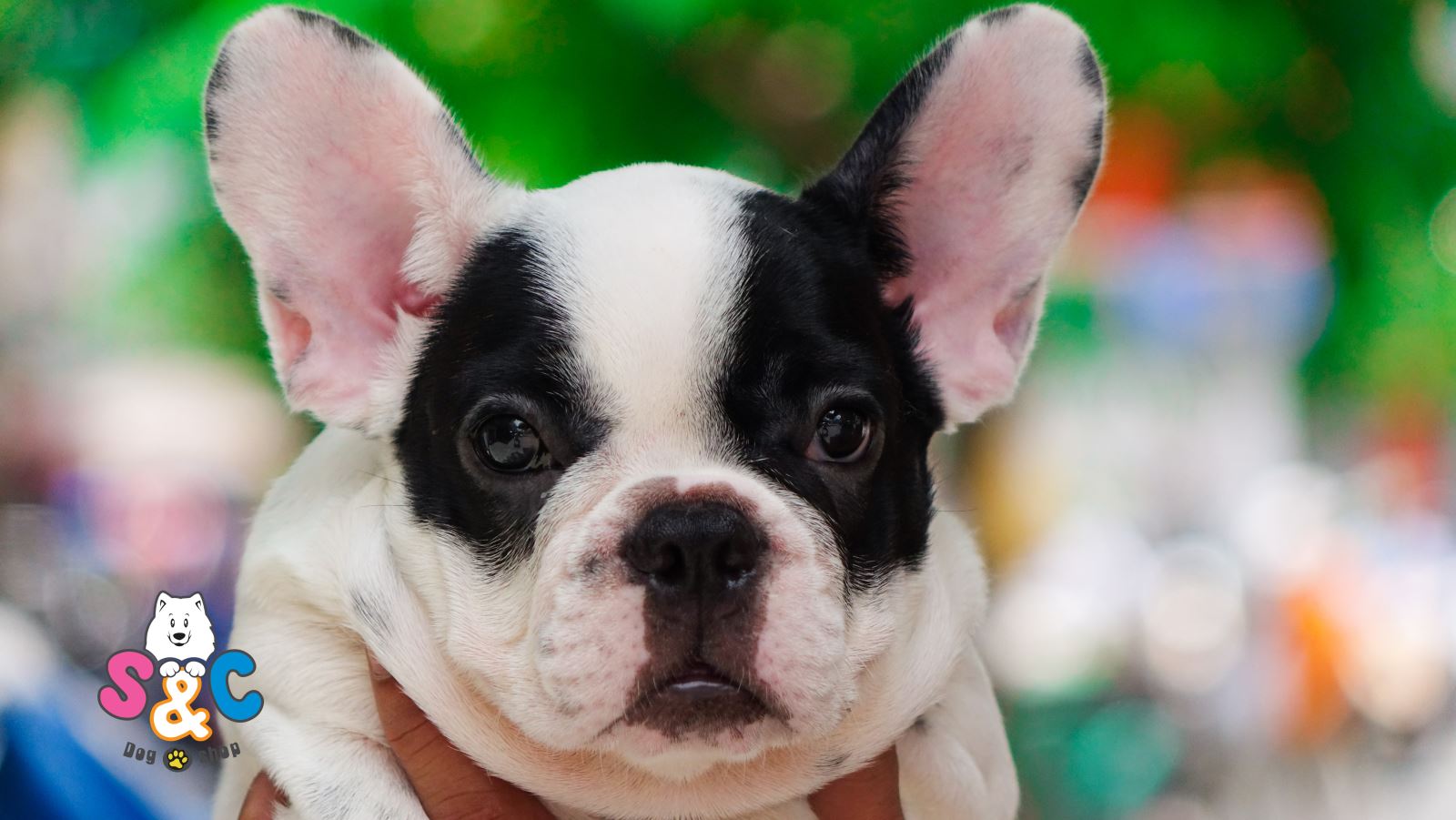 Chó Bulldog Pháp (French Bulldog) thuần chủng có đặc điểm gì?