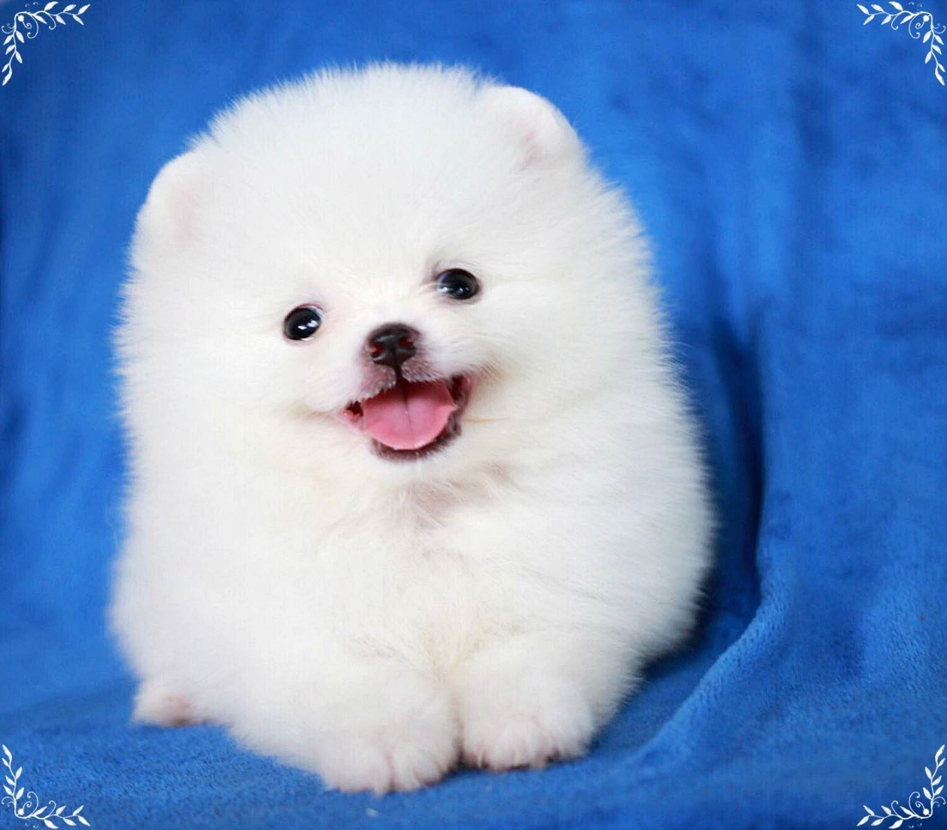Chó Phốc Sóc (Pomeranian) - Lịch sử, đặc điểm, tính cách và cách chăm sóc