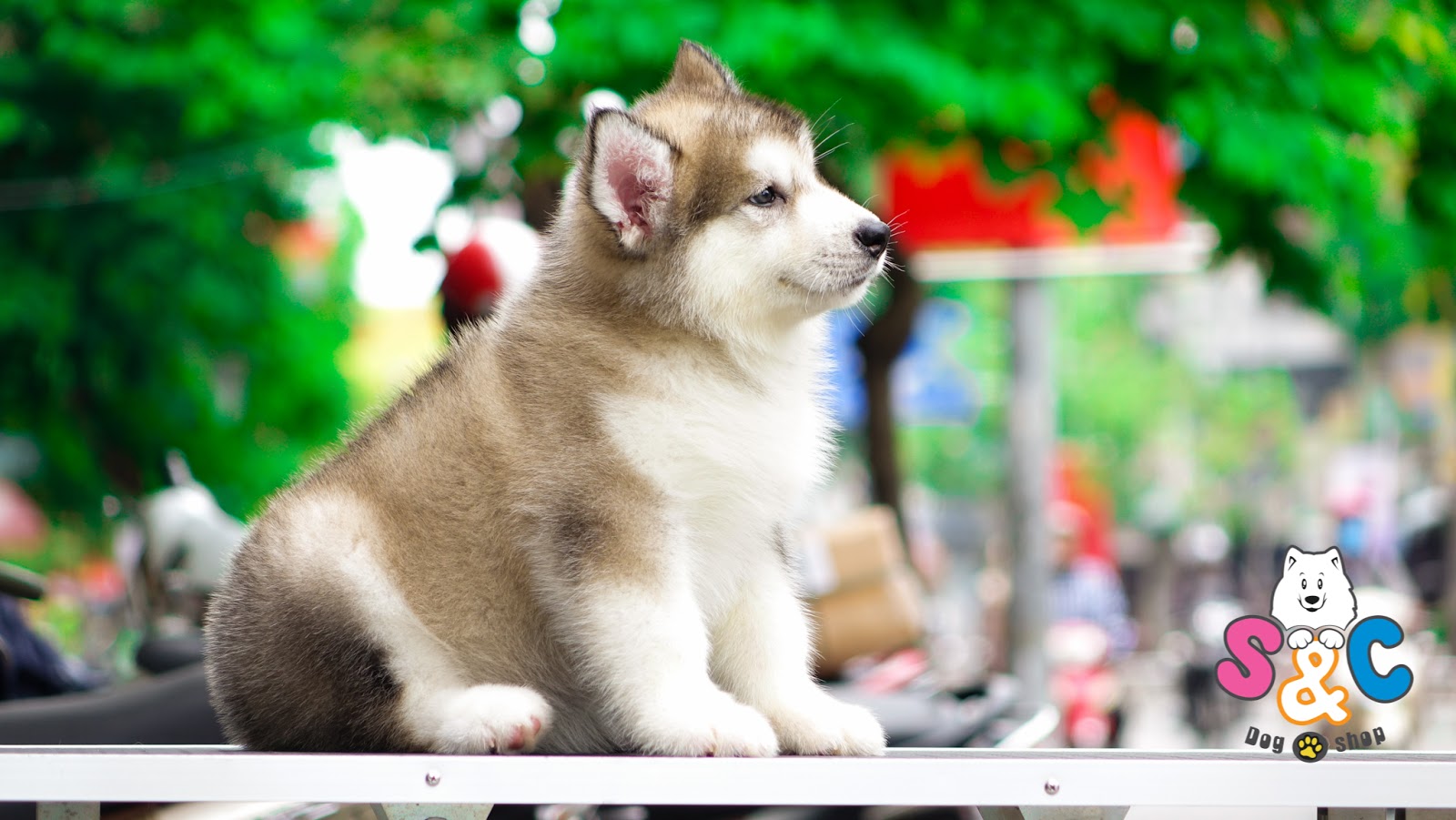 Bí quyết sở hữu chó Alaska chuẩn và đẹp