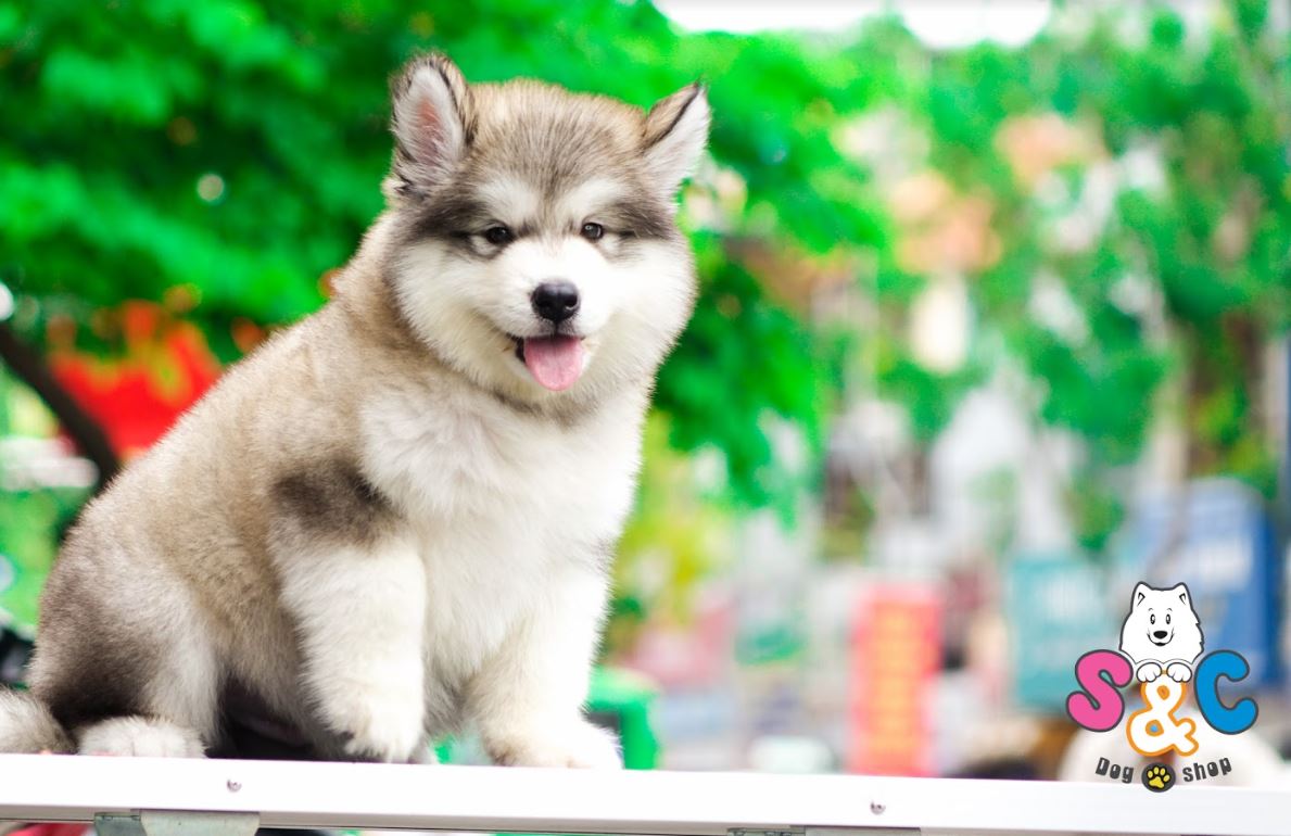 Thông tin và đặc điểm cơ bản về giống chó Alaska Mỹ
