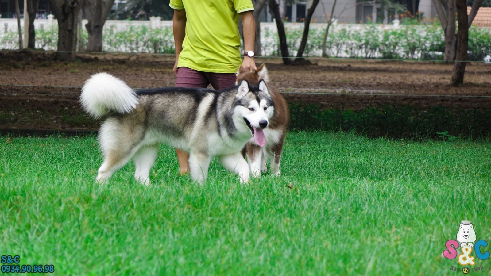 Kỹ thuật huấn luyện chó Alaska – Bình tĩnh, kiểm soát năng lượng và quyết đoán