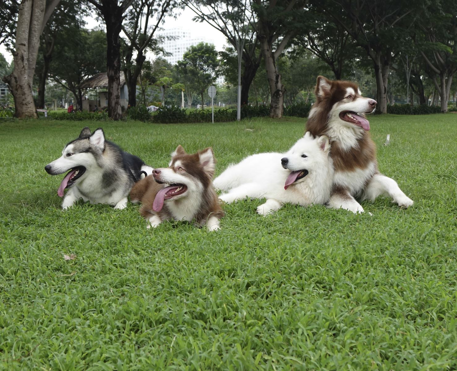 Top 7 giống chó dễ nuôi ở Việt Nam