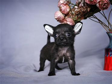 Bán Chó Chihuahua thuần Chủng Số 10 - HCM - Toàn Quốc
