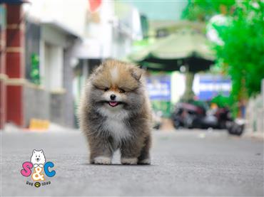 Bán Chó Pomeranian ( Phốc Sóc ) Thuần Chủng Số 26 - HCM - Toàn Quốc