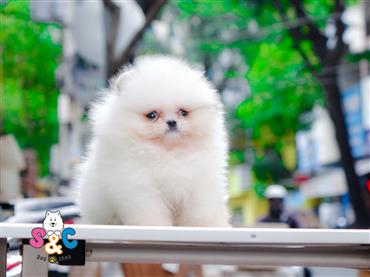 Bán Chó Pomeranian ( Phốc Sóc ) Thuần Chủng Số 31 - HCM - Toàn Quốc