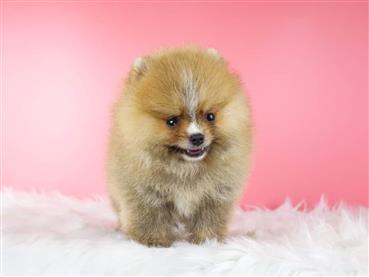 Bán Chó Pomeranian ( Phốc Sóc ) Thuần Chủng Số 49 - HCM - Toàn Quốc