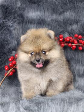 Bán Chó Pomeranian ( Phốc Sóc ) Thuần Chủng Số 64 - HCM - Toàn Quốc