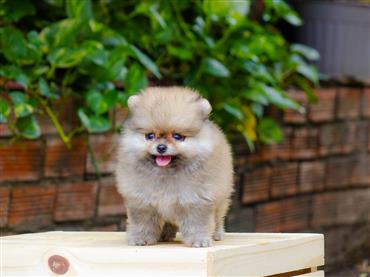 Bán Chó Pomeranian ( Phốc Sóc ) Thuần Chủng Số 75 - HCM - Toàn Quốc
