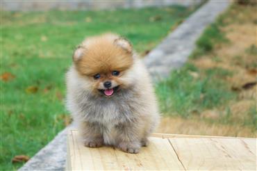 Bán Chó Pomeranian ( Phốc Sóc ) Thuần Chủng Số 86 - HCM - Toàn Quốc