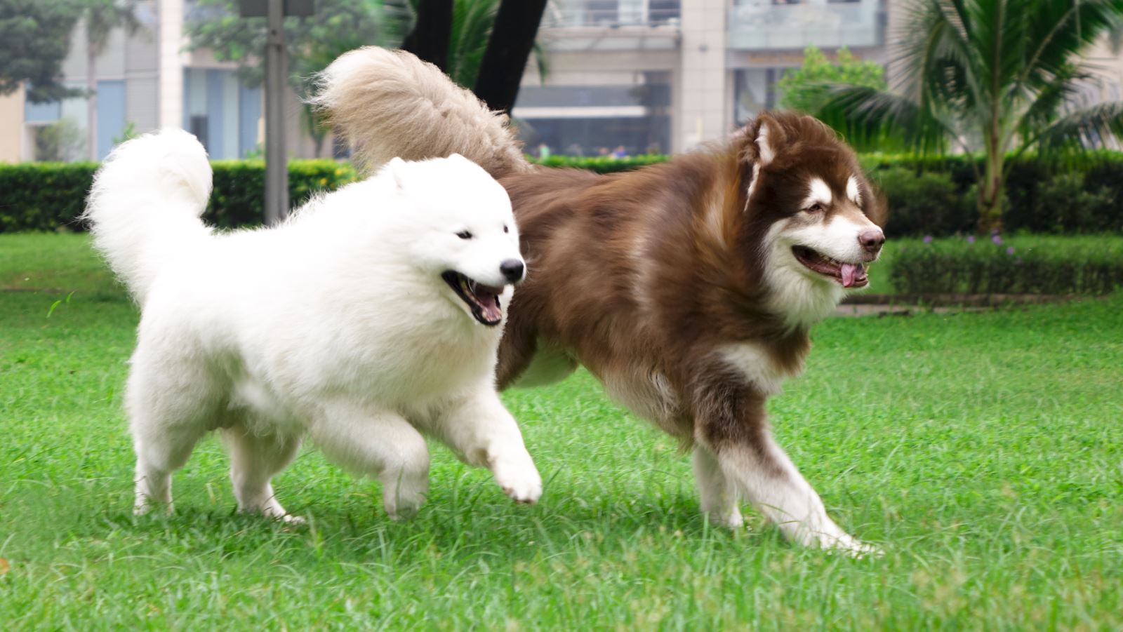 Cảnh giác với chiêu bán chó Alaska thuần chủng giá chỉ 5-6 triệu đồng