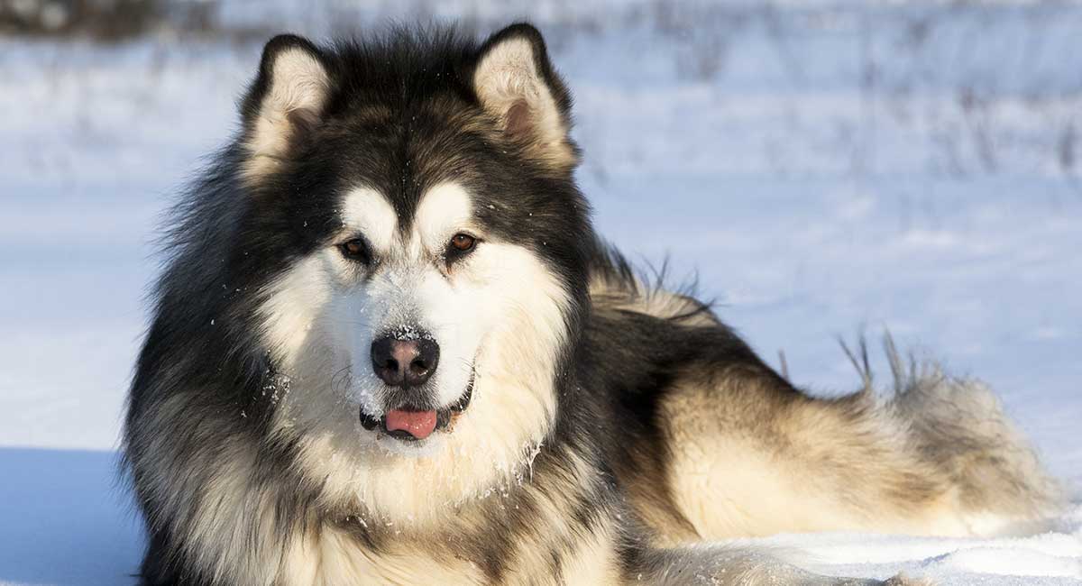 Cách nhận biết chó Alaska thuần chủng chính xác nhất