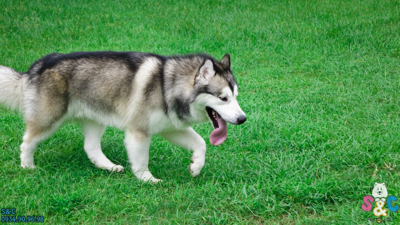 Các dấu hiệu và triệu chứng nhận biết chó Alaska và chó Phốc Sóc đang gặp đau đớn