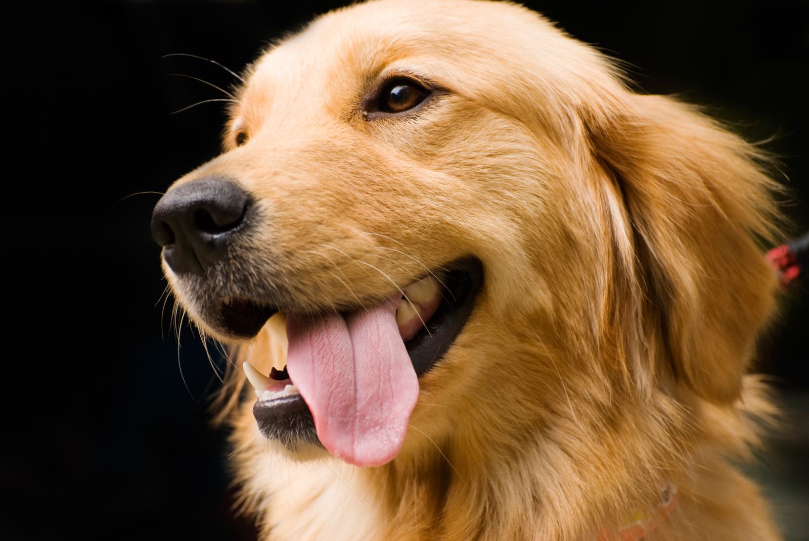 Chó Golden Retriever ăn gì? Cách chăm sóc hợp lý