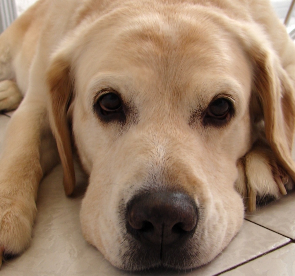 Các bệnh thường gặp ở chó Golden Retriever