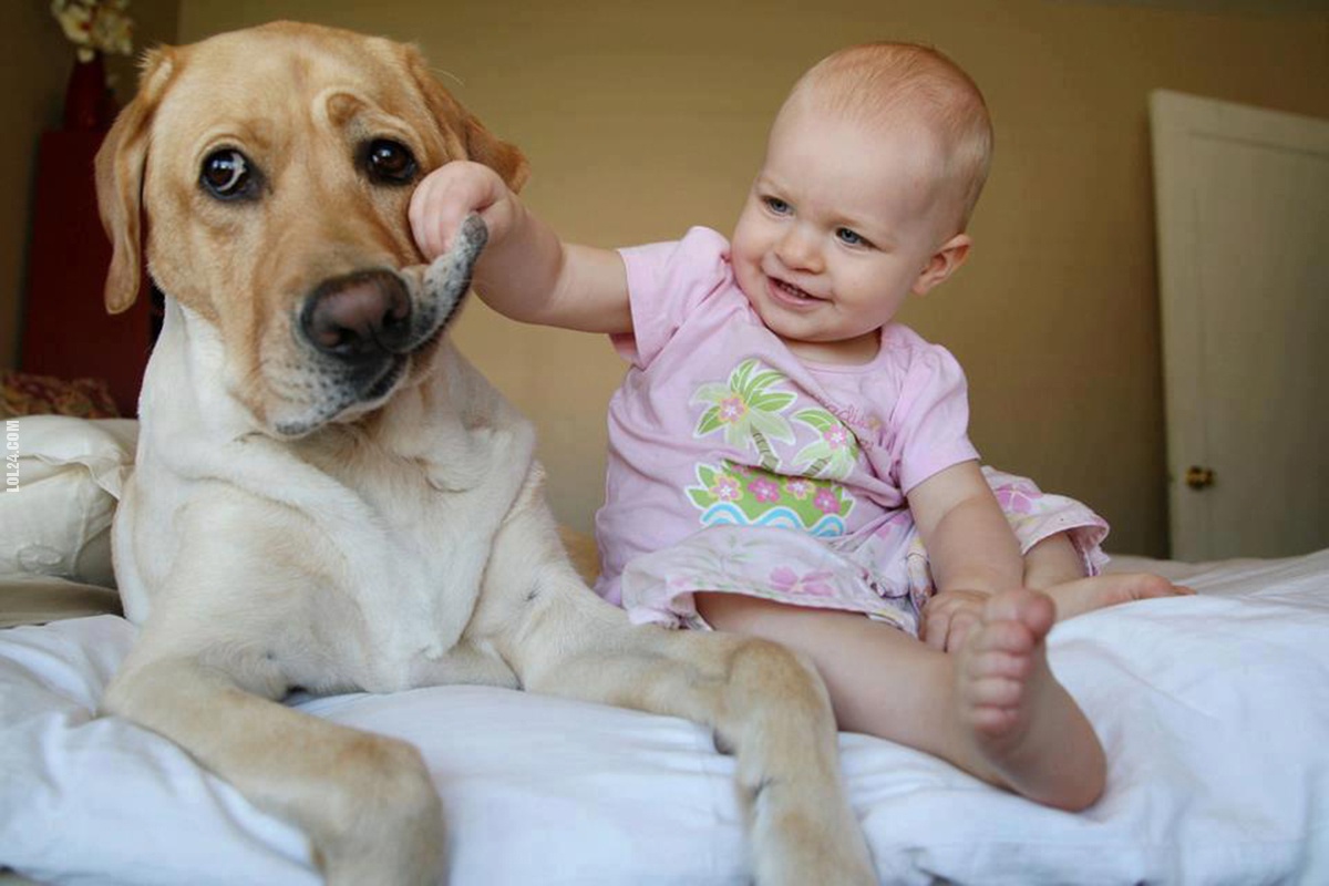 Top 7 giống chó thân thiện với trẻ em nhất hành tinh