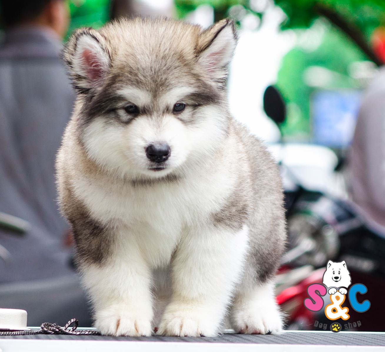 Làm gì khi sở hữu một chú chó Alaska hoặc chó Phốc Sóc tăng động?
