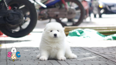 Những điều đặc biệt về chó samoyed màu trắng