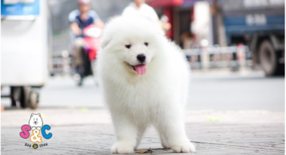 Những điều đặc biệt về chó samoyed màu trắng