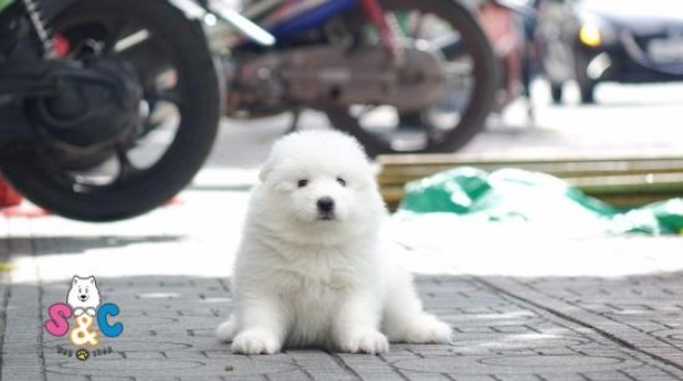 '' Samoyed '' giống chó đáng yêu sinh tại Việt Nam