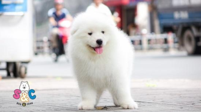 '' Samoyed '' giống chó đáng yêu sinh tại Việt Nam
