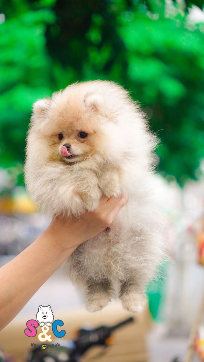 Chó Phốc Sóc (Pomeranian) - Lịch sử, đặc điểm, tính cách và cách chăm sóc
