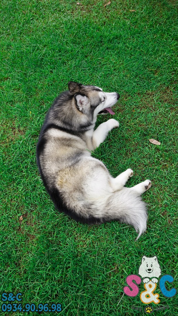 Bệnh ve ký sinh gây bệnh ở chó Alaska