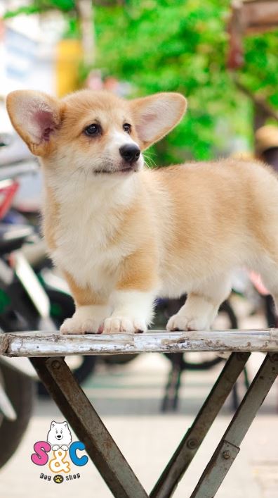 Chi phí cho một chú chó Corgi được bán tại Việt Nam 