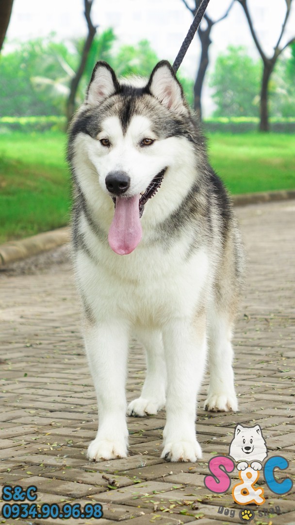 Những yếu tố cơ bản giúp phân biệt chó alaska và chó husky