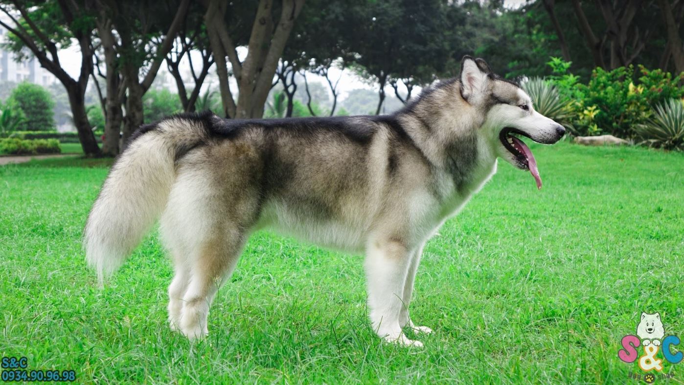 Thông tin và đặc điểm cơ bản về giống chó Alaska Mỹ