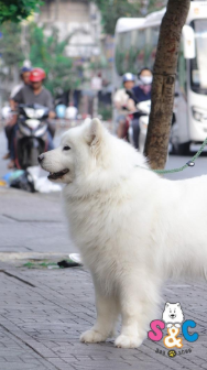 Lo ngại về mùi hôi của những chú chó samoyed là có hay không