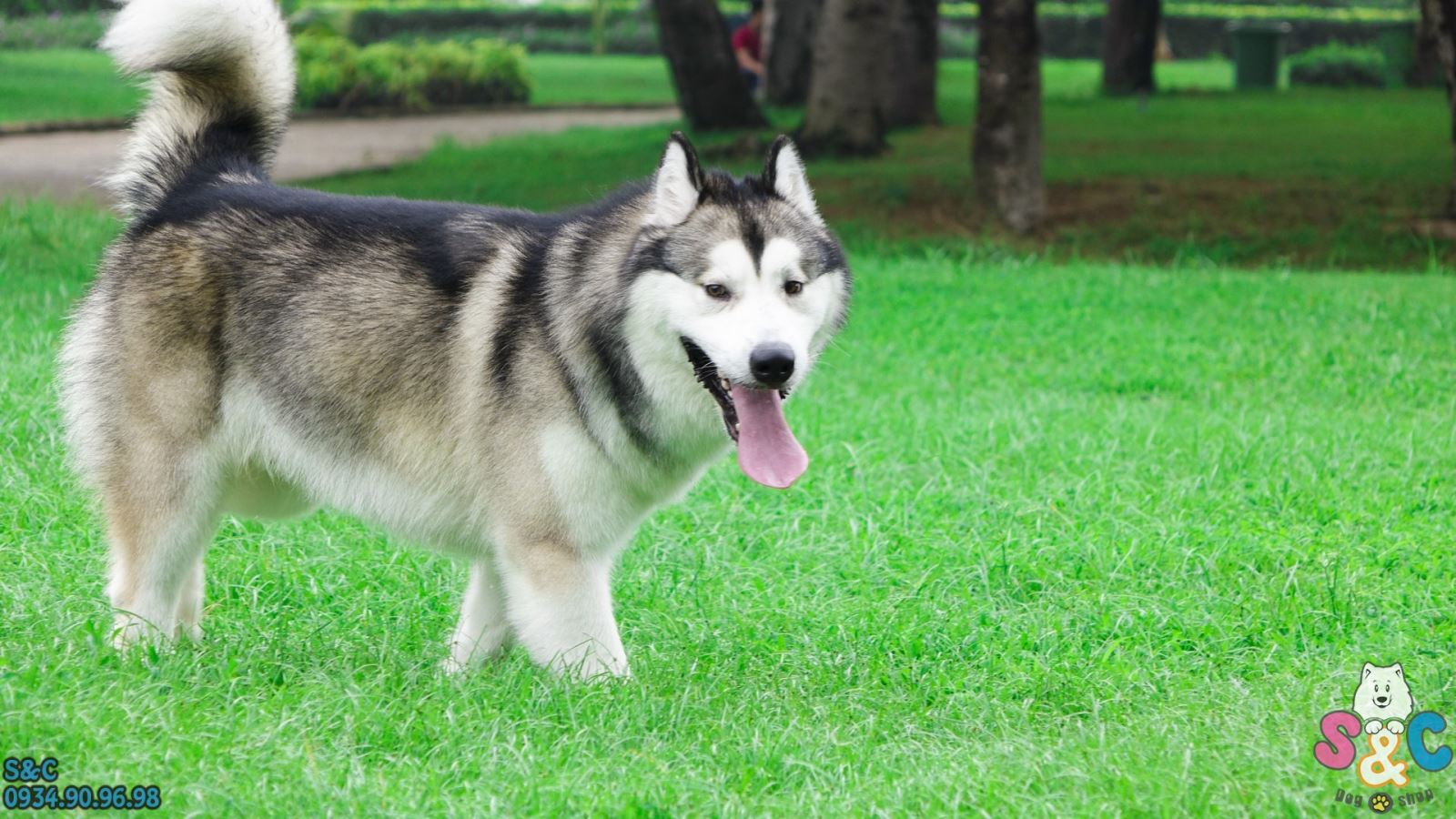 Kỹ thuật huấn luyện chó Alaska – Bình tĩnh, kiểm soát năng lượng và quyết đoán