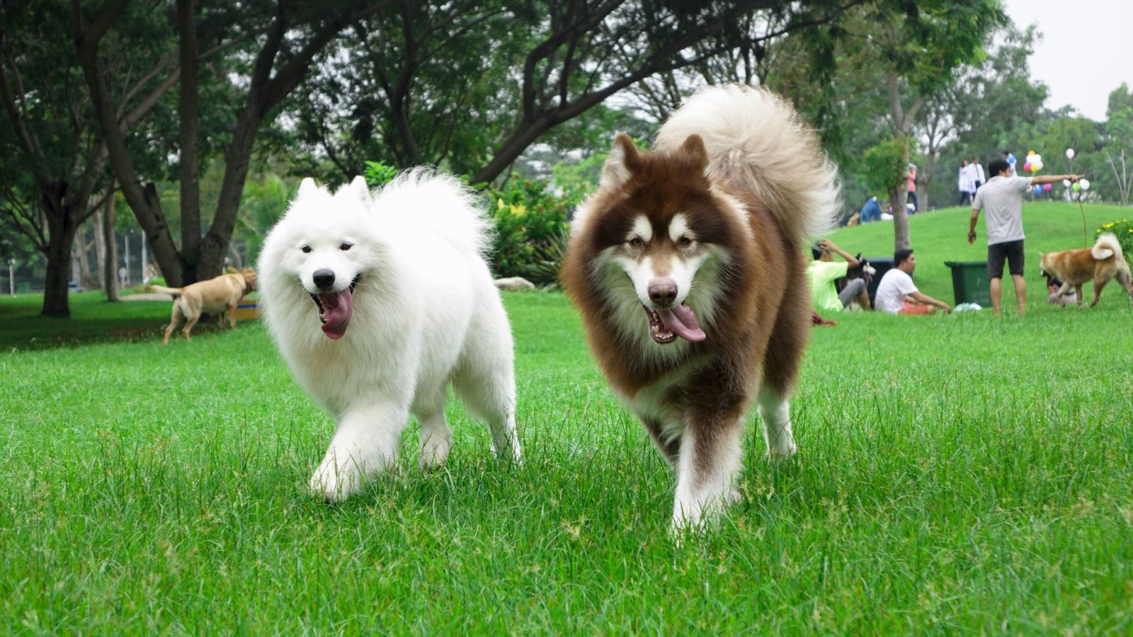 huấn-luyện-chó-phốc-sóc-chó-alaska