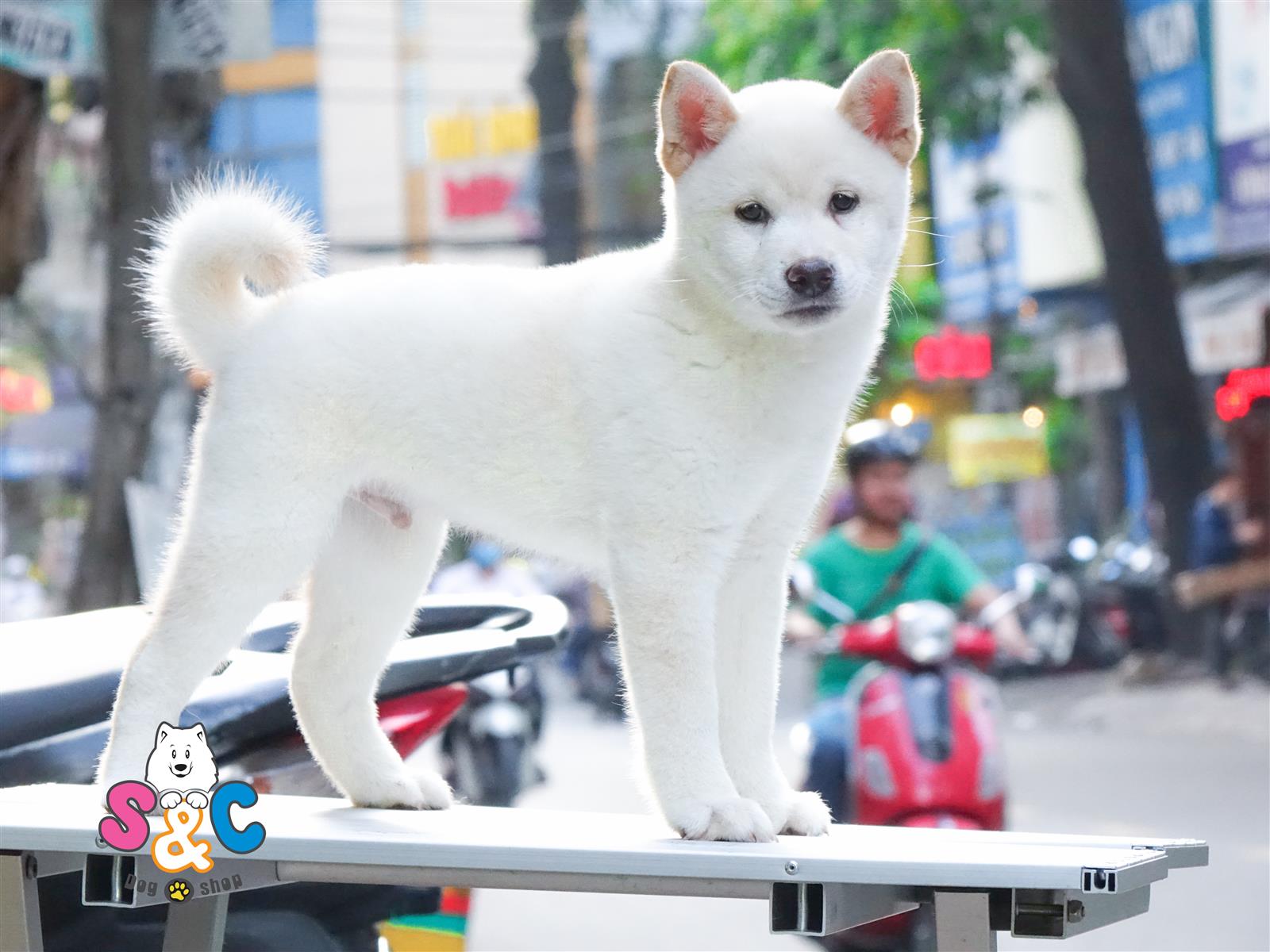 Tìm Hiểu Về Chó Shiba – Người Bạn Đồng Hành Đáng Yêu
