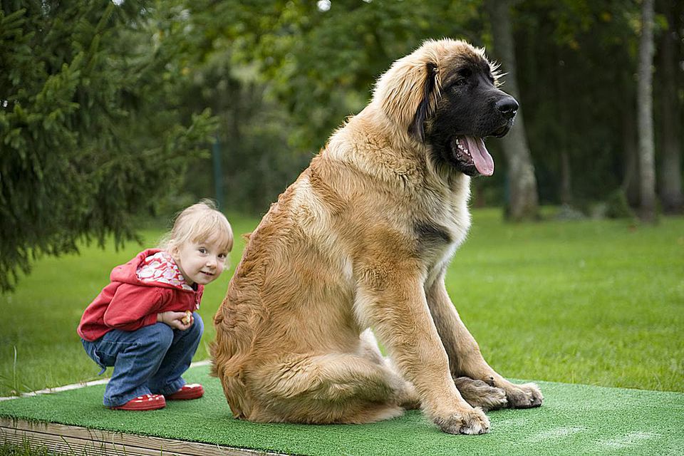 Những loài chó to nhất thế giới 