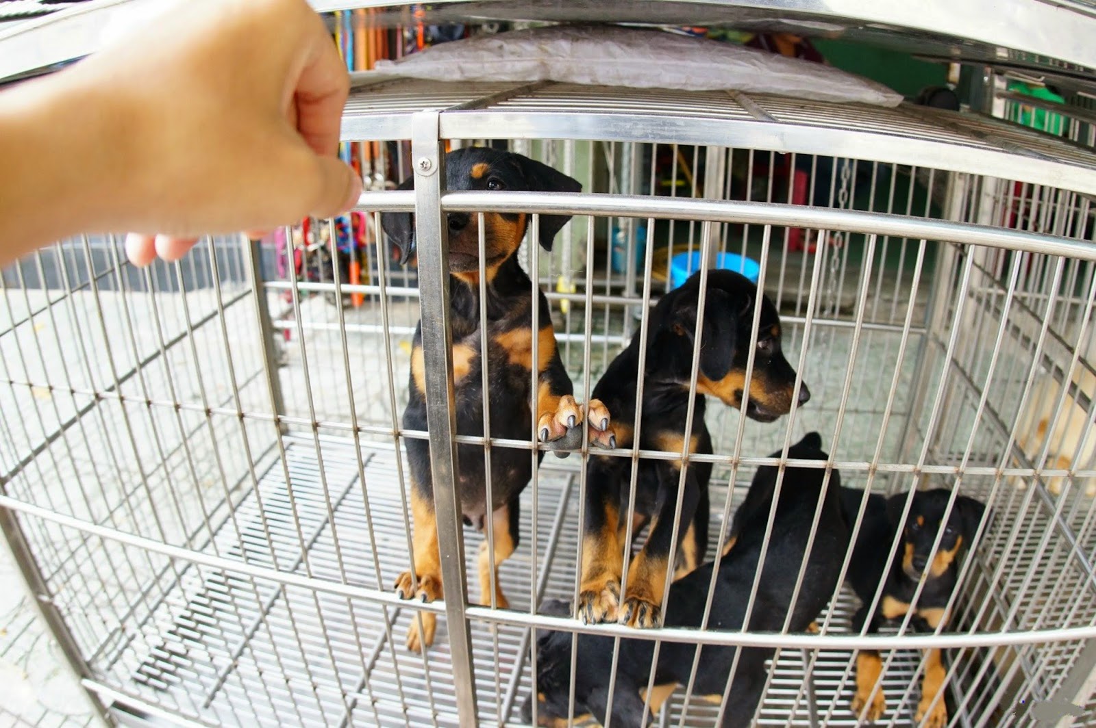 Kết quả hình ảnh cho chợ chó mèo le hong phong
