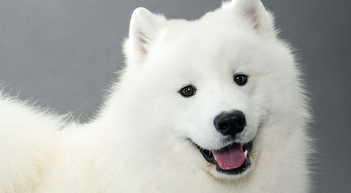 Top 7 giống chó dễ nuôi nhất thế giới