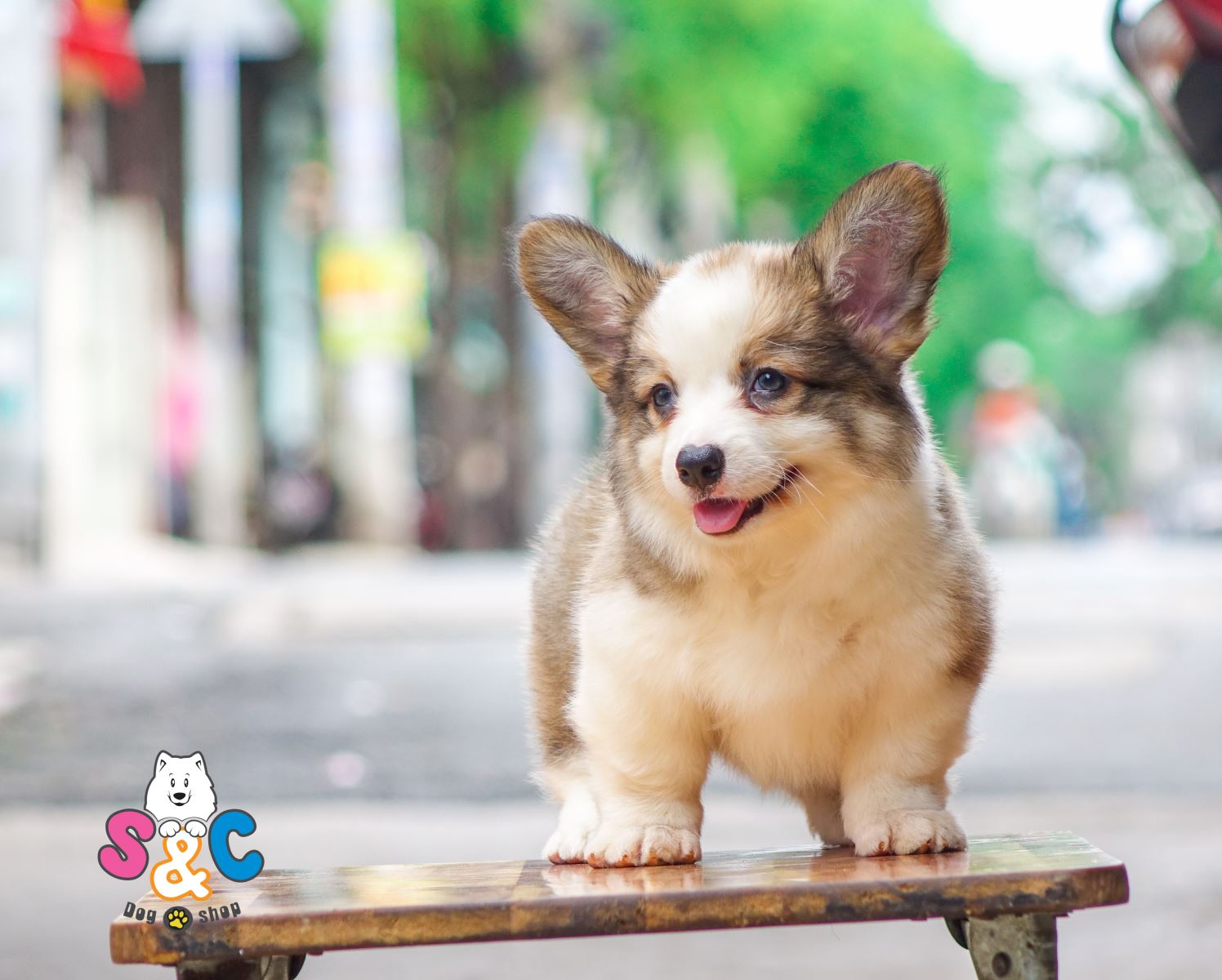 Top 3 giống chó nhỏ dễ thương được ưa chuộng số 1 tại Việt Nam