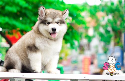 4 cách để tăng cường sức khỏe xương khớp cho chó alaska của bạn