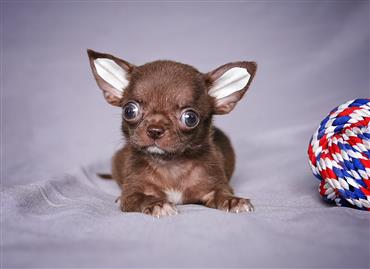 Bán Chó Chihuahua thuần Chủng Số 11 - HCM - Toàn Quốc
