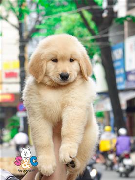 Bán Chó Golden Retriever thuần Chủng Số 2 - HCM - Toàn Quốc