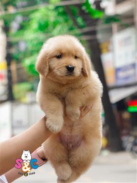 Bán Chó Golden Retriever thuần Chủng Số 4 - HCM - Toàn Quốc