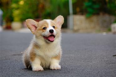 Bán Chó Pembroke Corgi thuần Chủng Số 79 - HCM - Toàn Quốc