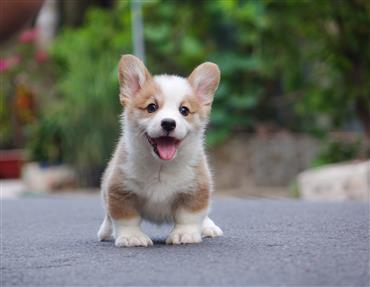 Bán Chó Pembroke Corgi thuần Chủng Số 80 - HCM - Toàn Quốc