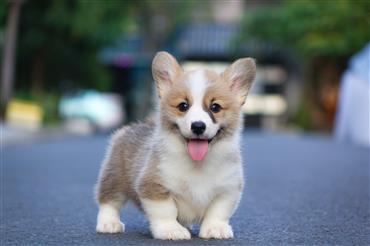 Bán Chó Pembroke Corgi thuần Chủng Số 83 - HCM - Toàn Quốc