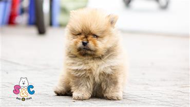 Bán Chó Pomeranian ( Phốc Sóc ) Thuần Chủng Số 11 - HCM - Toàn Quốc