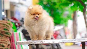 Bán Chó Pomeranian ( Phốc Sóc ) Thuần Chủng Số 12 - HCM - Toàn Quốc