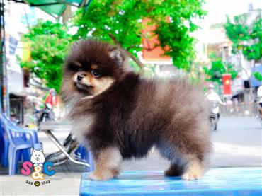 Bán Chó Pomeranian ( Phốc Sóc ) Thuần Chủng Số 13 - HCM - Toàn Quốc