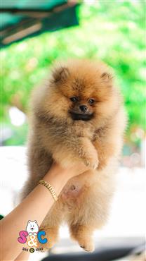 Bán Chó Pomeranian ( Phốc Sóc ) Thuần Chủng Số 14 - HCM - Toàn Quốc