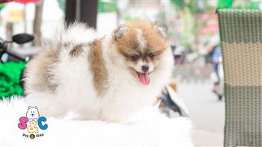 Bán Chó Pomeranian ( Phốc Sóc ) Thuần Chủng Số 15 - HCM - Toàn Quốc
